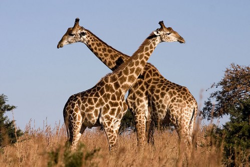 queremos verde 800px-Giraffe_Ithala_KZN_South_Africa_Luca_Galuzzi_2004