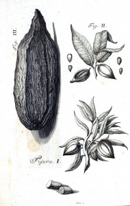 Botanical-Black-and-white-Cacao-engraving-1-1