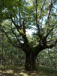Roble milenario de la variedad Quercus Pyrenaica