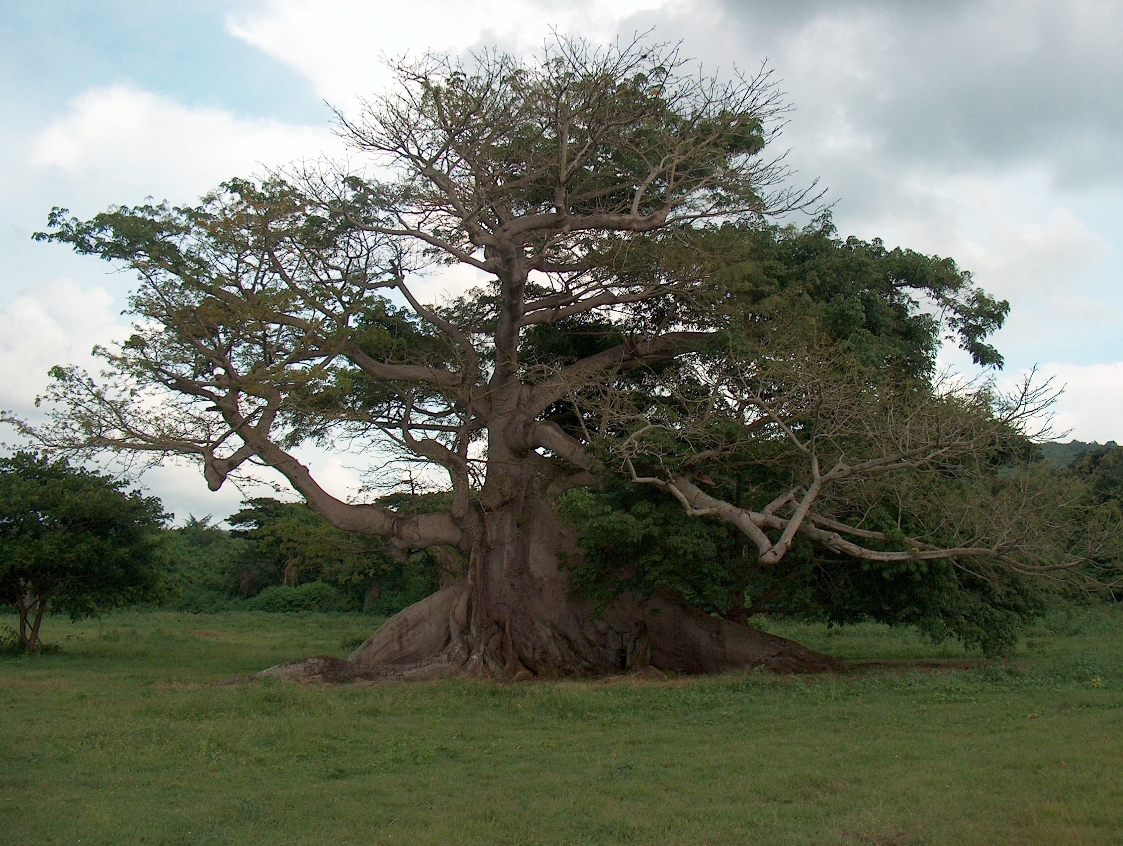 ¿Cuántos años puede vivir un árbol de Ceiba?