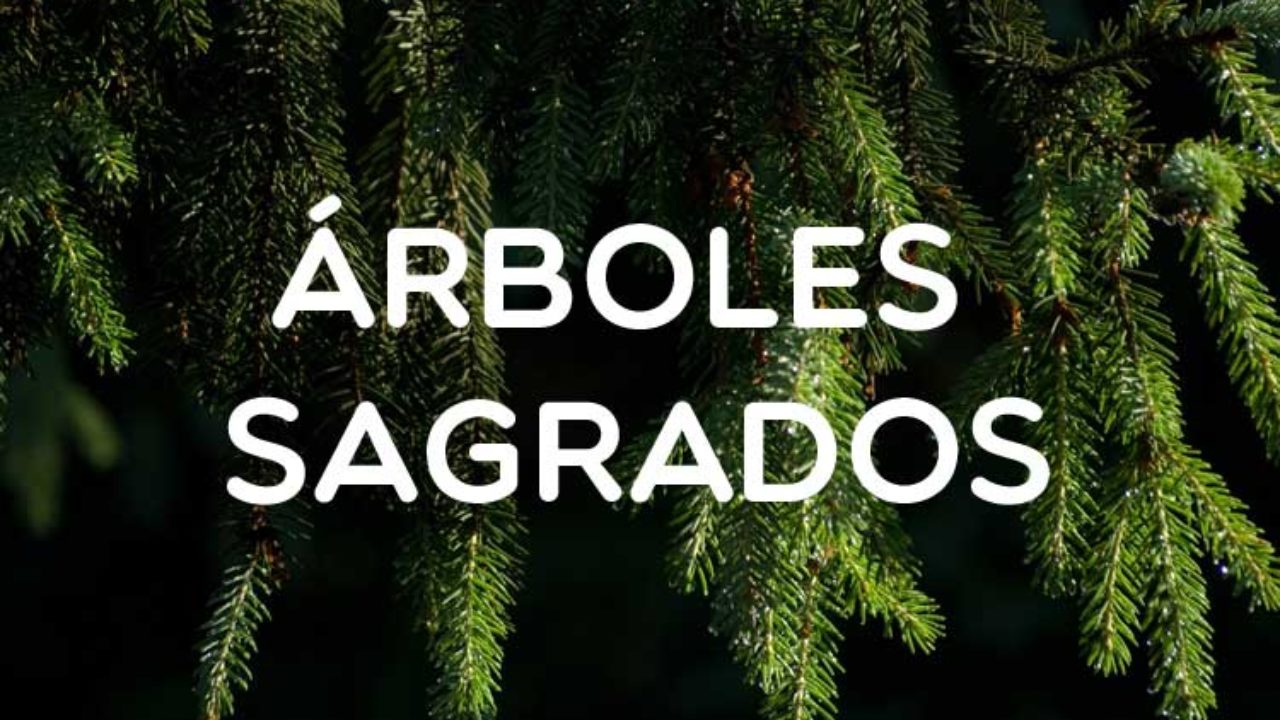 Árboles Sagrados - Queremos Verde