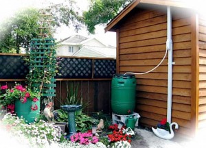 instalacion-para-recoger-agua-de-lluvia-con-un-barril-y-usarla-para-el-riego