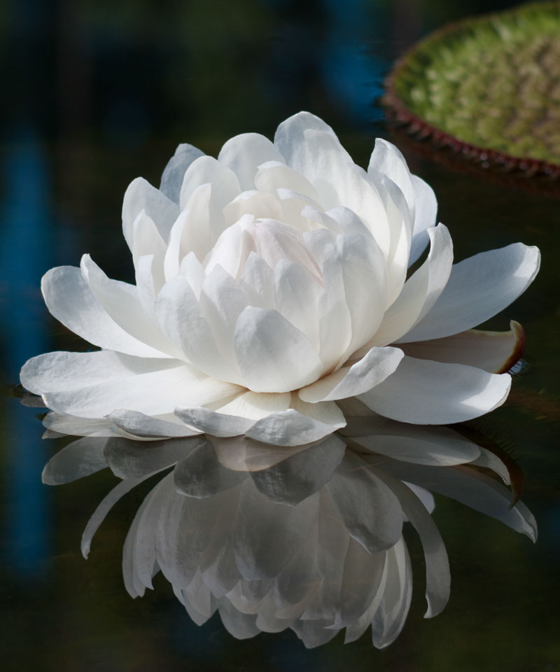 La serenidad que transmite una flor en un estanque