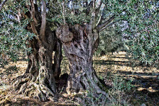 Olivos centarios con troncos retorcidos en un olivar