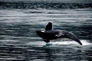 orca-ballena-asesina-saltando-en-el-oceano-aleta