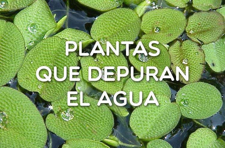 Plantas que depuran el agua