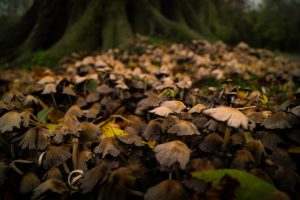 setas creciendo en el suelo del bosque entre hojas